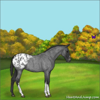 Horse Color:Blue Roan Appaloosa