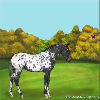 Horse Color:White Spotted Blue Roan Appaloosa 