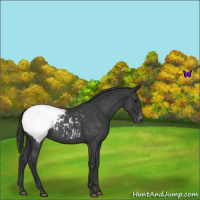 Horse Color:Blue Roan Snowcap