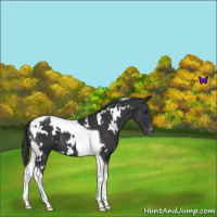 Horse Color:White Spotted Black Tobiano Appaloosa 