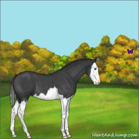 Horse Color:Blue Roan Splash 