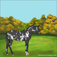 Horse Color:White Spotted Blue Roan Varnish 