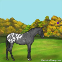 Horse Color:Blue Roan Appaloosa