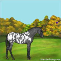 Horse Color:Blue Roan Appaloosa 