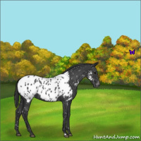 Horse Color:Blue Roan Near Leopard 