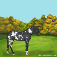 Horse Color:White Spotted Blue Roan Snowflake Varnish