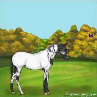 Horse Color:White Spotted Black Near Fewspot 