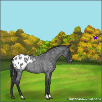 Horse Color:Blue Roan Appaloosa 