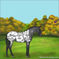 Horse Color:Blue Roan Appaloosa 