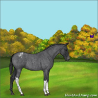 Horse Color:Blue Roan Appaloosa 
