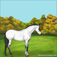 Horse Color:Blue Roan Near Fewspot 
