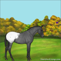 Horse Color:Blue Roan Appaloosa 