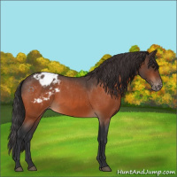 Horse Color:Bay Roan Appaloosa 