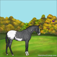Horse Color:Blue Roan Frame Appaloosa 