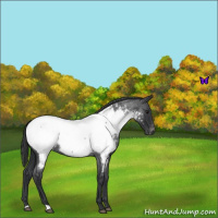 Horse Color:Blue Roan Snowcap 