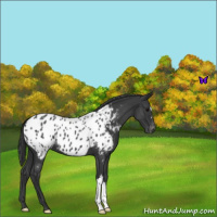 Horse Color:Blue Roan Appaloosa 