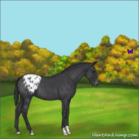 Horse Color:Blue Roan Varnish 