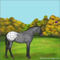 Horse Color:Blue Roan Snowflake Varnish 