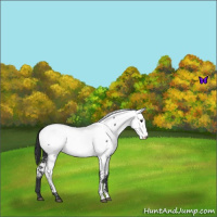 Horse Color:Blue Roan Near Fewspot 