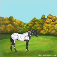 Horse Color:White Spotted Blue Roan Appaloosa 