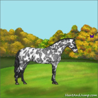 Horse Color:White Spotted Blue Roan Appaloosa