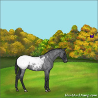 Horse Color:Blue Roan Snowcap 