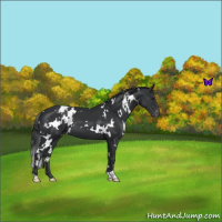 Horse Color:White Spotted Black Appaloosa 
