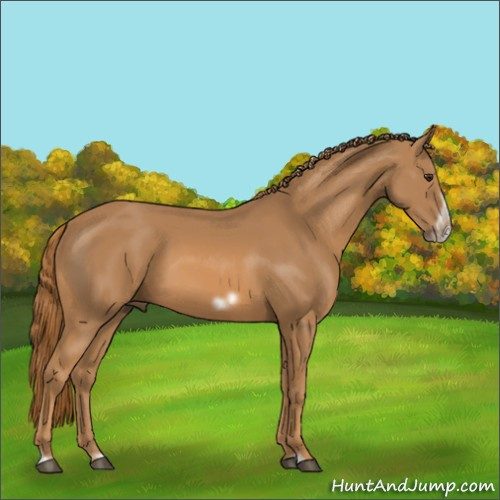 Horse Color:Chestnut Frame 