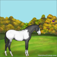 Horse Color:Blue Roan Frame Near Fewspot