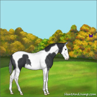 Horse Color:Blue Roan Splash Tobiano Varnish 