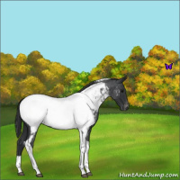Horse Color:Blue Roan Tobiano Appaloosa 