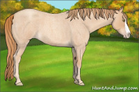 Horse Color:Gold Champagne Roan Splash 
