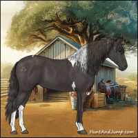 Horse Color:Smoky Black Tobiano 