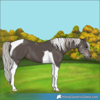 Horse Color:Silver Black Tobiano