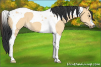 Horse Color:Bay Dun Tobiano 