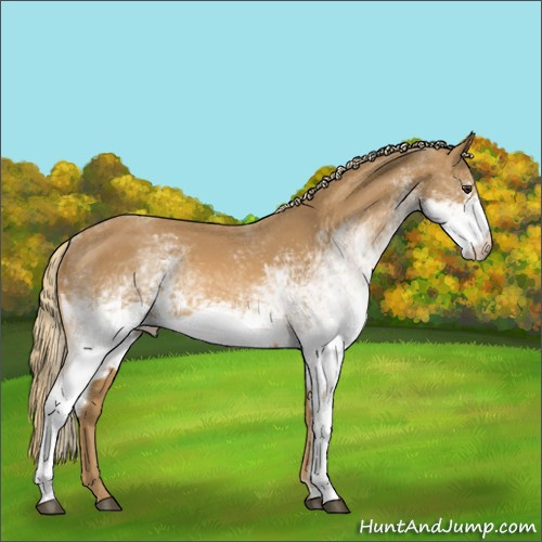 Horse Color:White Spotted Chestnut 