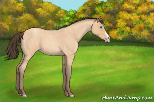 Horse Color:Amber Champagne Roan Splash 