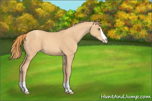 Horse Color:Gold Champagne Splash 