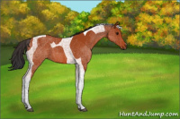 Horse Color:Bay Tobiano 