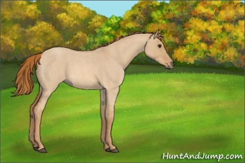 Horse Color:Red Dun Roan 