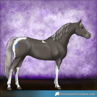 Horse Color:Silver Black Tobiano