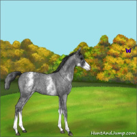 Horse Color:White Spotted Blue Roan Snowflake Varnish 