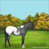 Horse Color:Blue Roan Snowcap 