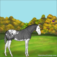 Horse Color:Blue Roan Splash Appaloosa 