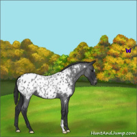 Horse Color:Blue Roan Appaloosa 