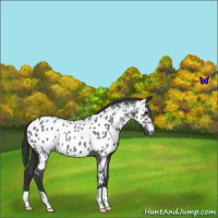 Horse Color:Blue Roan Near Leopard 
