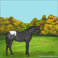 Horse Color:Blue Roan Snowcap 