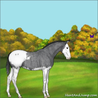 Horse Color:Blue Roan Splash Snowcap 