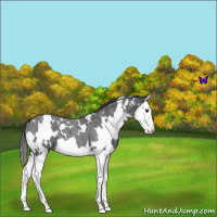 Horse Color:White Spotted Blue Roan Splash Varnish 
