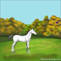 Horse Color:Blue Roan Near Fewspot 